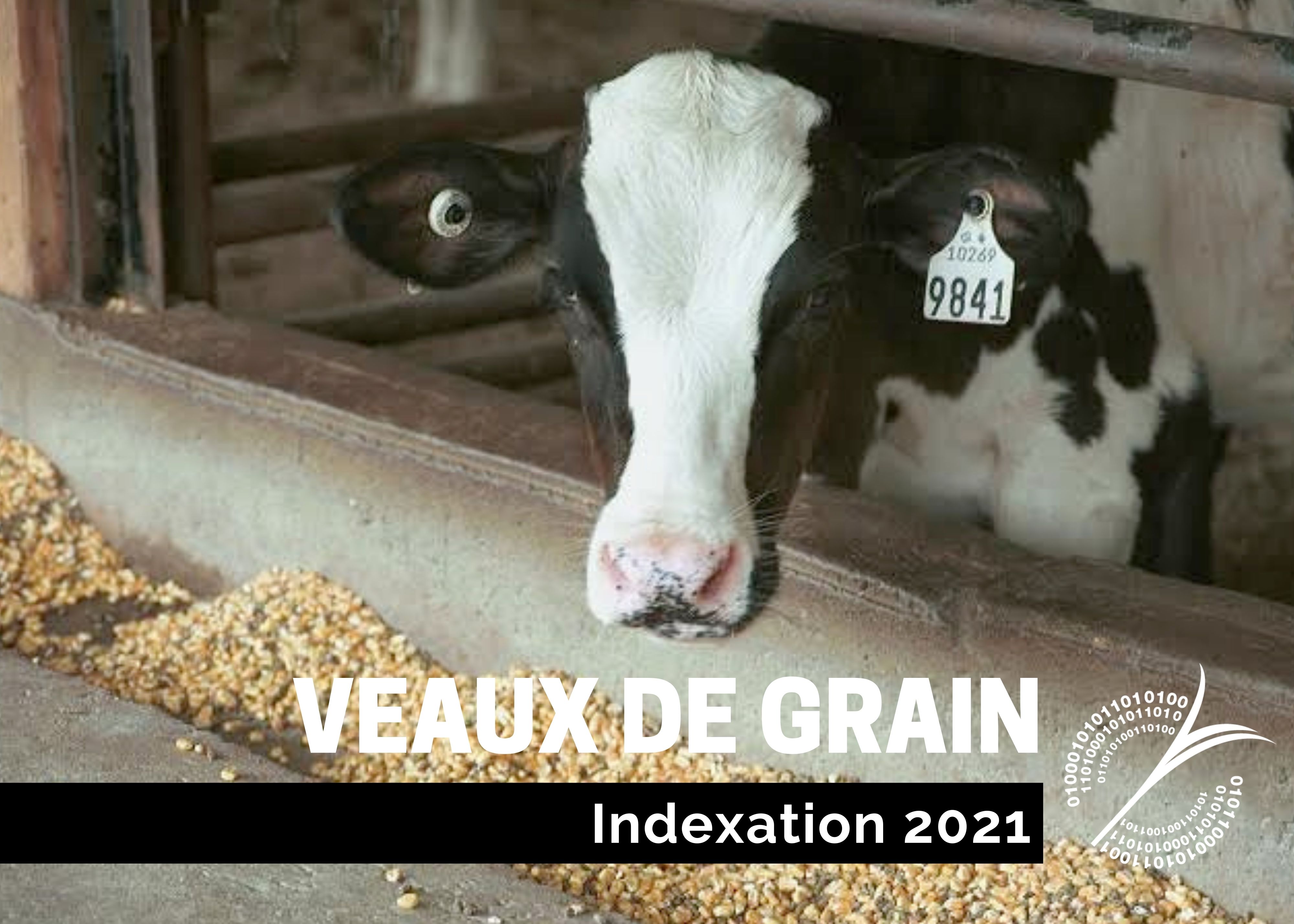 Études de coûts de production : INDEXATION 2021 - VEAUX DE GRAIN